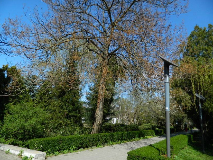  - 2017 TIMISOARA PRIMAVARA