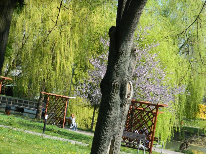  - 2017 TIMISOARA PRIMAVARA