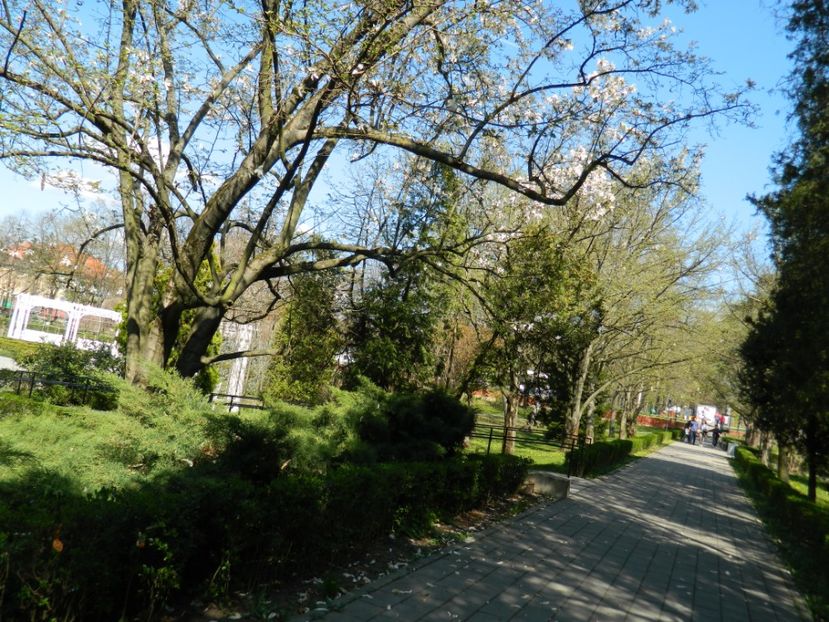  - 2017 TIMISOARA PRIMAVARA