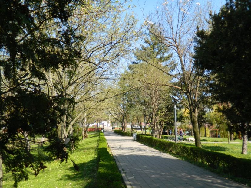  - 2017 TIMISOARA PRIMAVARA