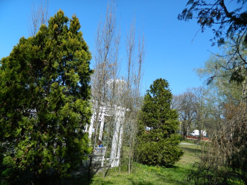  - 2017 TIMISOARA PRIMAVARA