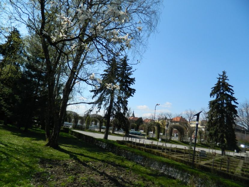  - 2017 TIMISOARA PRIMAVARA