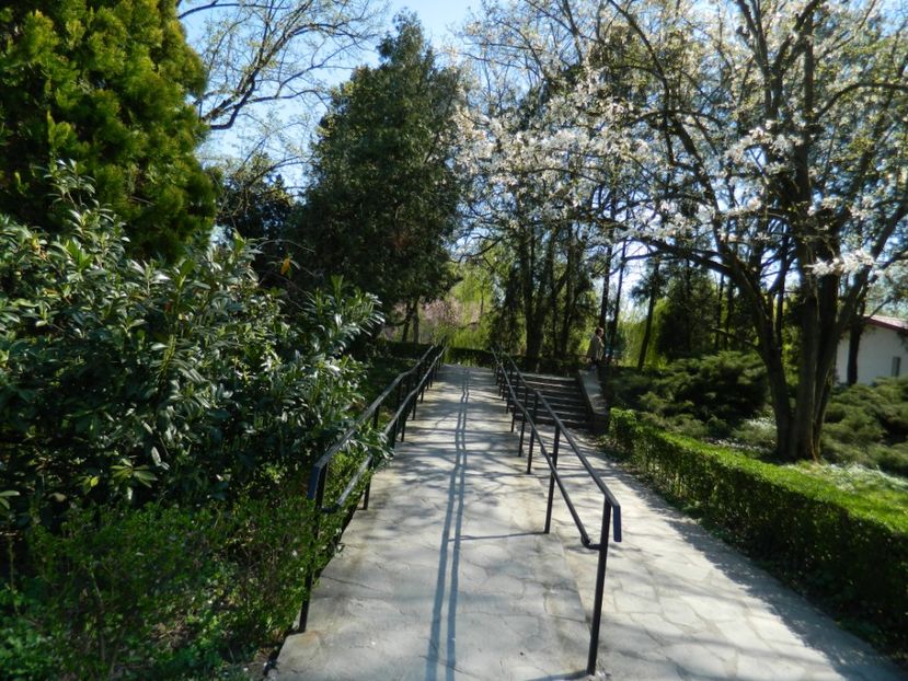  - 2017 TIMISOARA PRIMAVARA