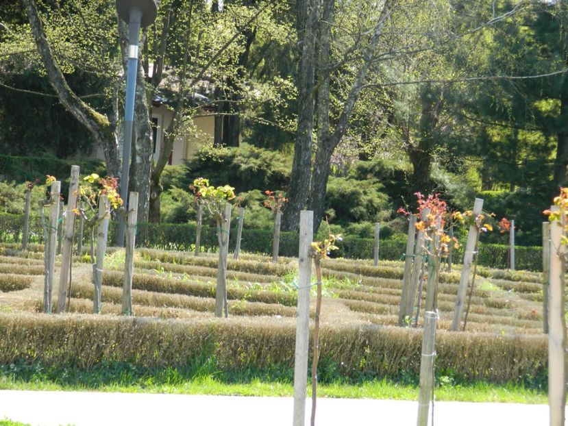  - 2017 TIMISOARA PRIMAVARA