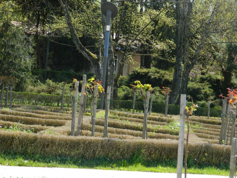  - 2017 TIMISOARA PRIMAVARA