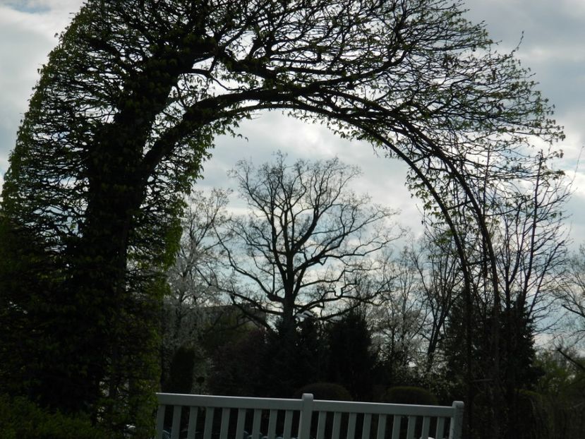  - 2017 TIMISOARA PRIMAVARA