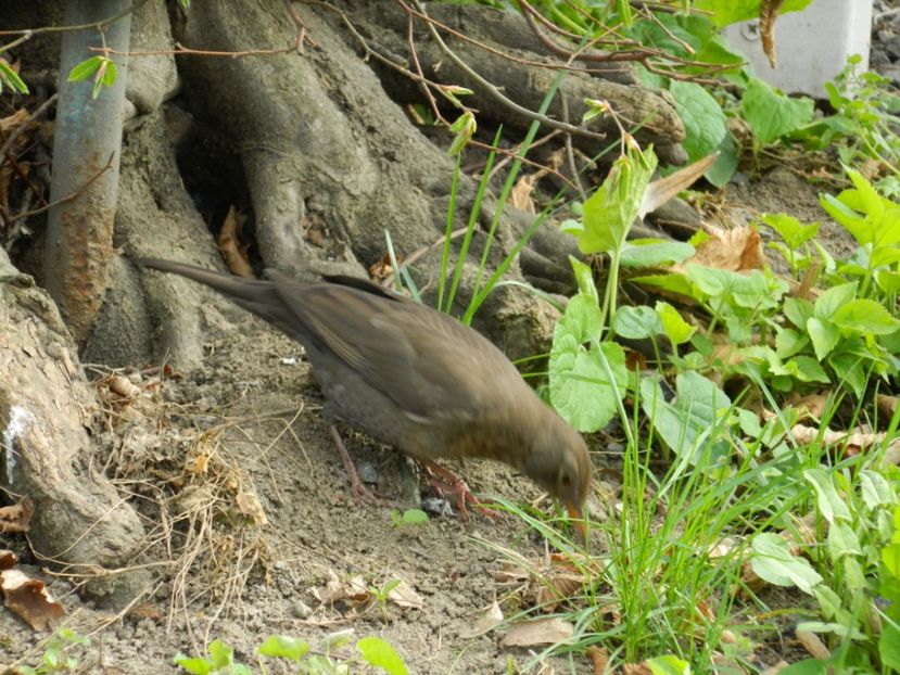  - 2017 TIMISOARA PRIMAVARA