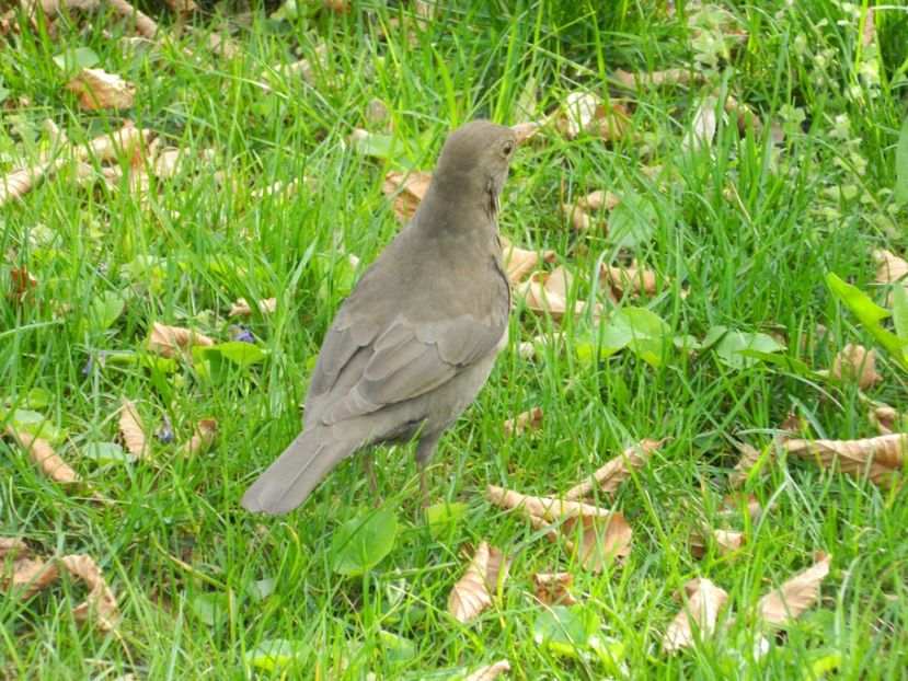  - 2017 TIMISOARA PRIMAVARA