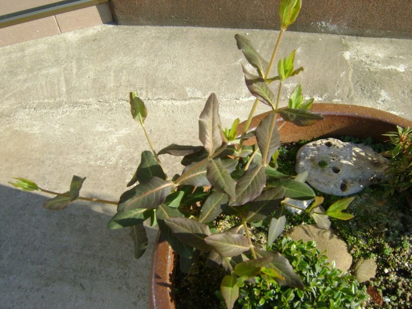 Lonicera sempervirens Dropmore Scarlet - r Vara 2016-2017-2018-2019