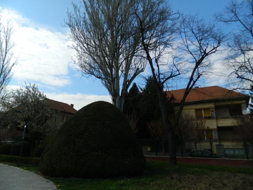  - 2017 TIMISOARA PRIMAVARA