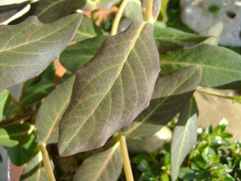 Lonicera sempervirens Dropmore Scarlet - r Vara 2016-2017-2018-2019