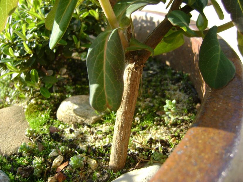 Lonicera sempervirens Dropmore Scarlet - r Vara 2016-2017-2018-2019