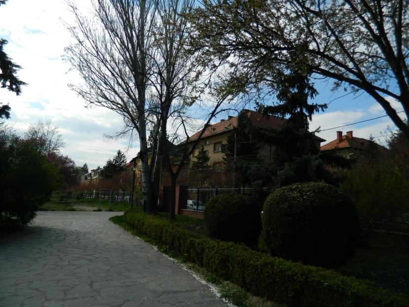  - 2017 TIMISOARA PRIMAVARA