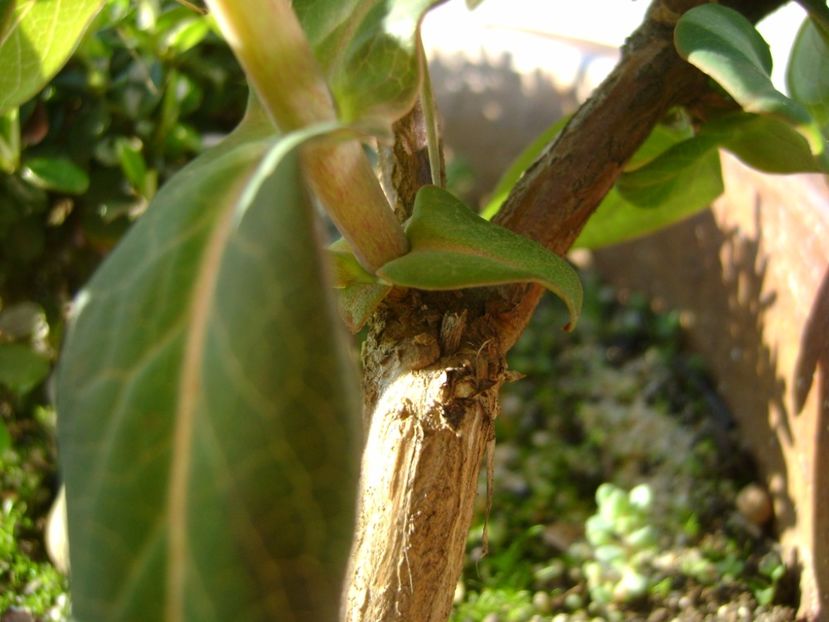 Lonicera sempervirens Dropmore Scarlet - r Vara 2016-2017-2018-2019