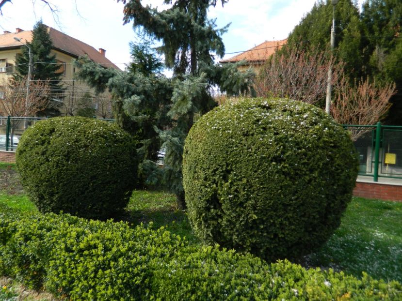  - 2017 TIMISOARA PRIMAVARA