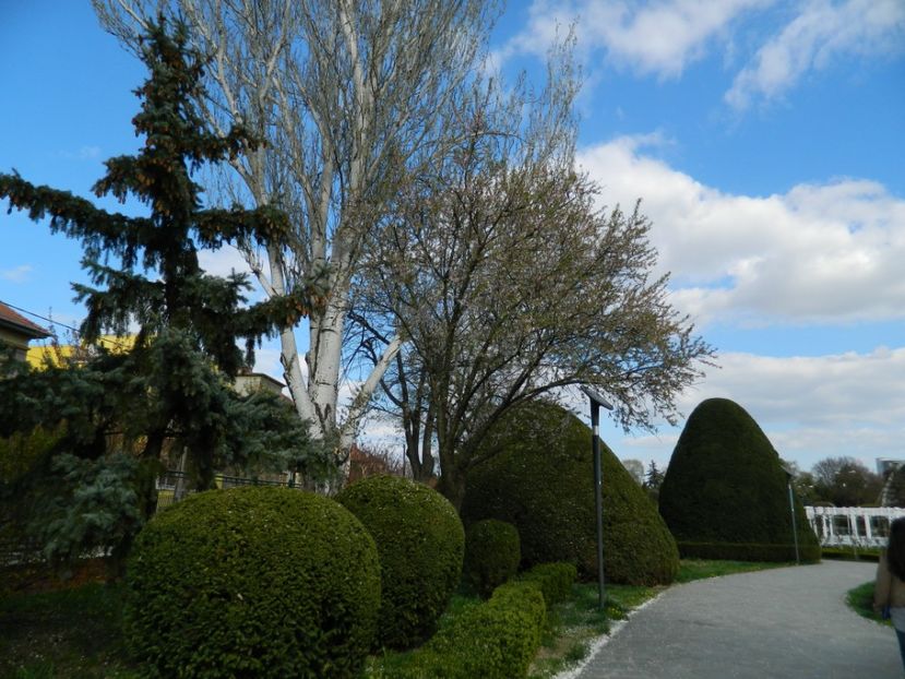  - 2017 TIMISOARA PRIMAVARA