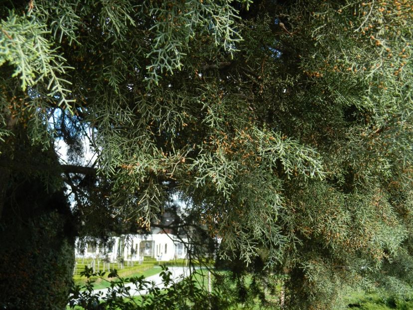  - 2017 TIMISOARA PRIMAVARA