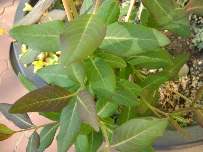 Lonicera sempervirens Dropmore Scarlet - r Vara 2016-2017-2018-2019