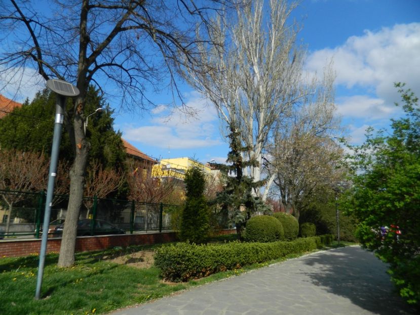  - 2017 TIMISOARA PRIMAVARA