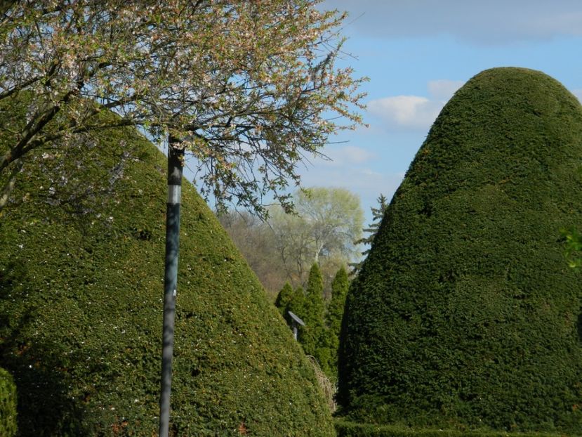  - 2017 TIMISOARA PRIMAVARA