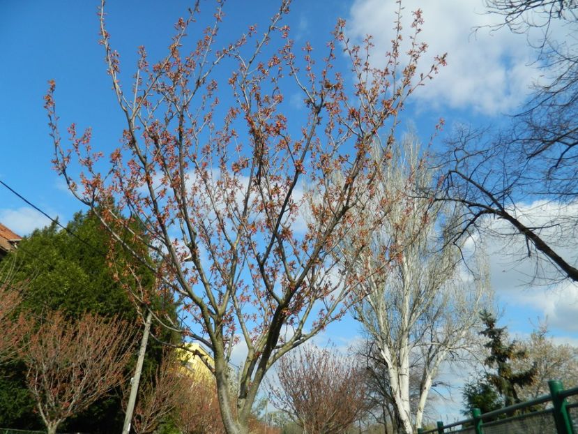  - 2017 TIMISOARA PRIMAVARA