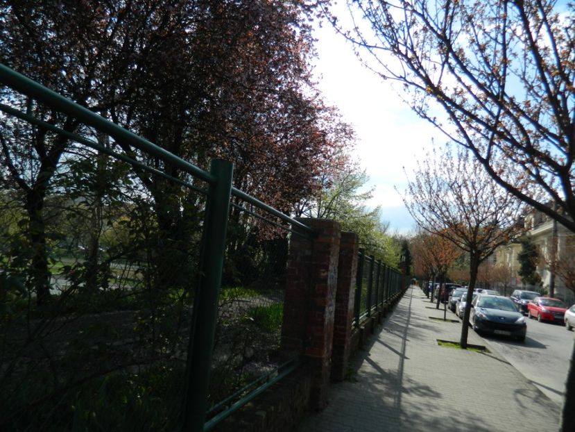  - 2017 TIMISOARA PRIMAVARA