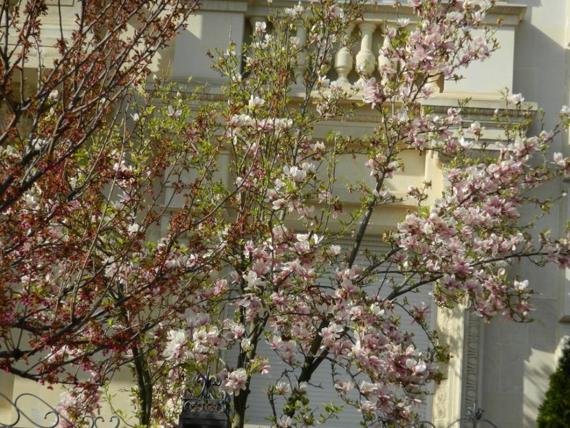  - 2017 TIMISOARA PRIMAVARA