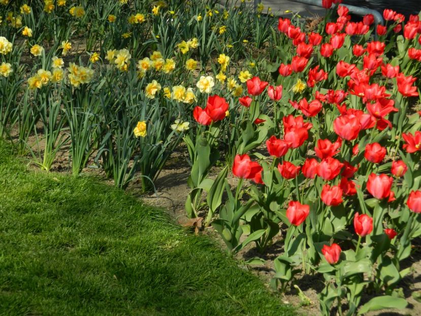  - 2017 TIMISOARA PRIMAVARA