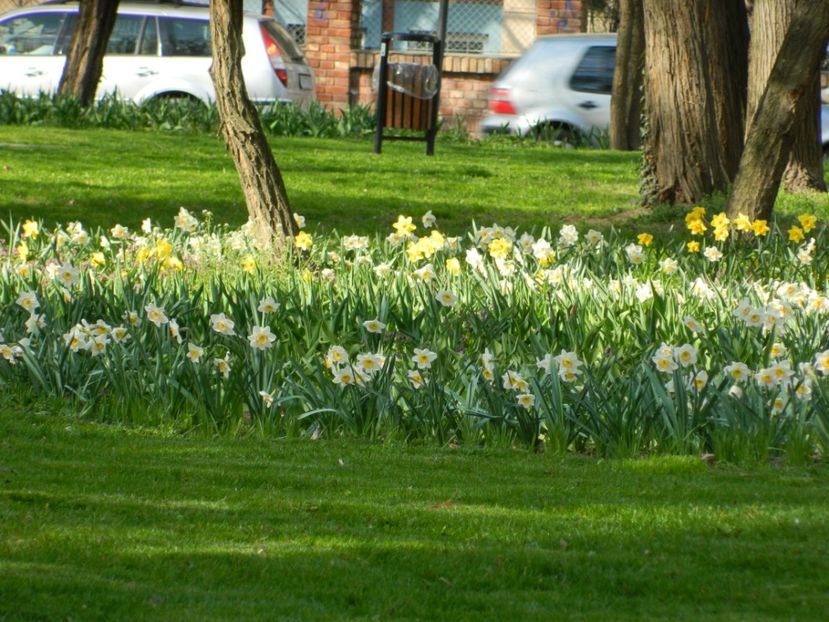  - 2017 TIMISOARA PRIMAVARA