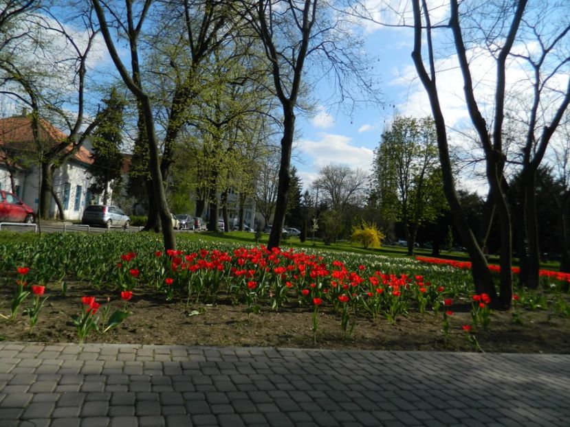  - 2017 TIMISOARA PRIMAVARA