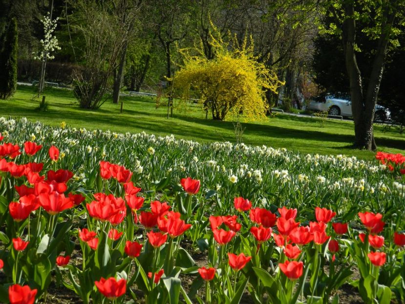  - 2017 TIMISOARA PRIMAVARA
