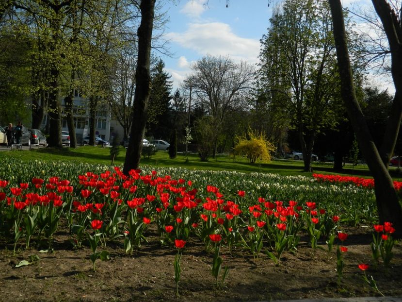  - 2017 TIMISOARA PRIMAVARA