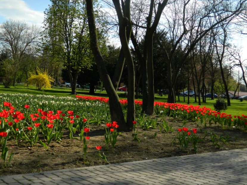  - 2017 TIMISOARA PRIMAVARA