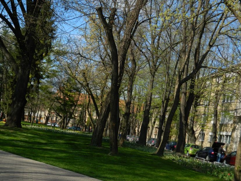  - 2017 TIMISOARA PRIMAVARA