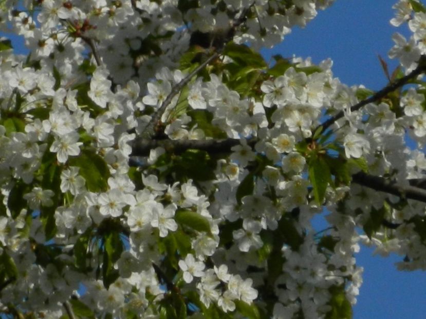  - 2017 TIMISOARA PRIMAVARA