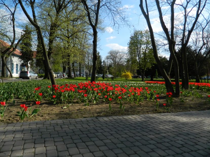  - 2017 TIMISOARA PRIMAVARA
