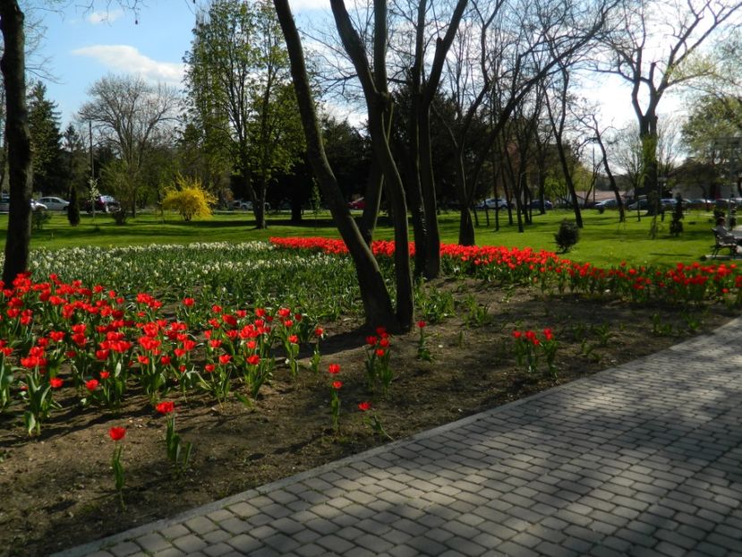  - 2017 TIMISOARA PRIMAVARA