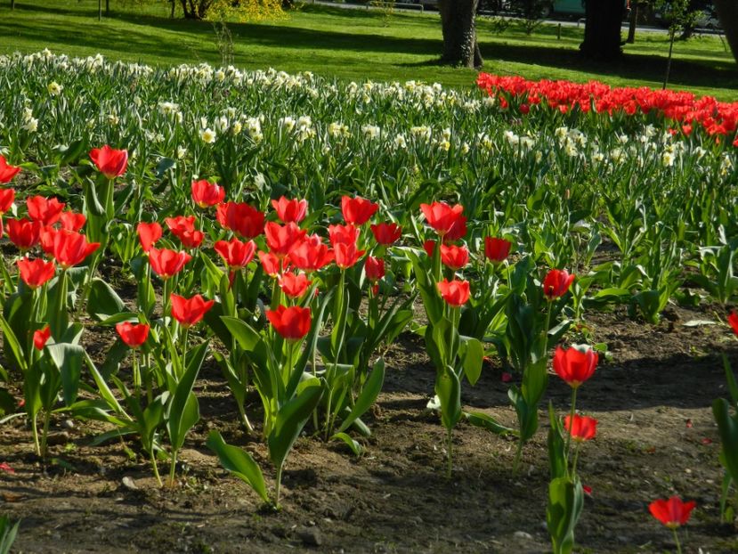  - 2017 TIMISOARA PRIMAVARA