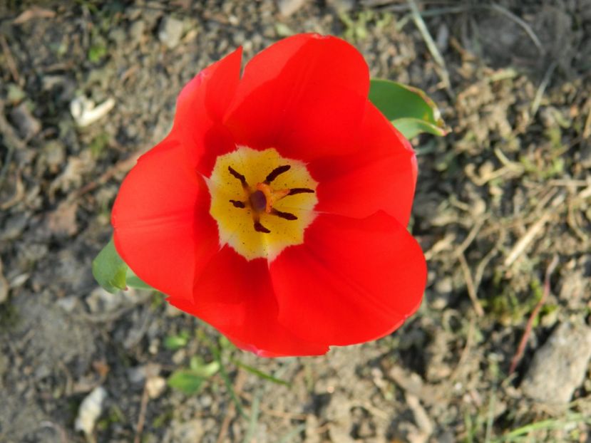  - 2017 TIMISOARA PRIMAVARA