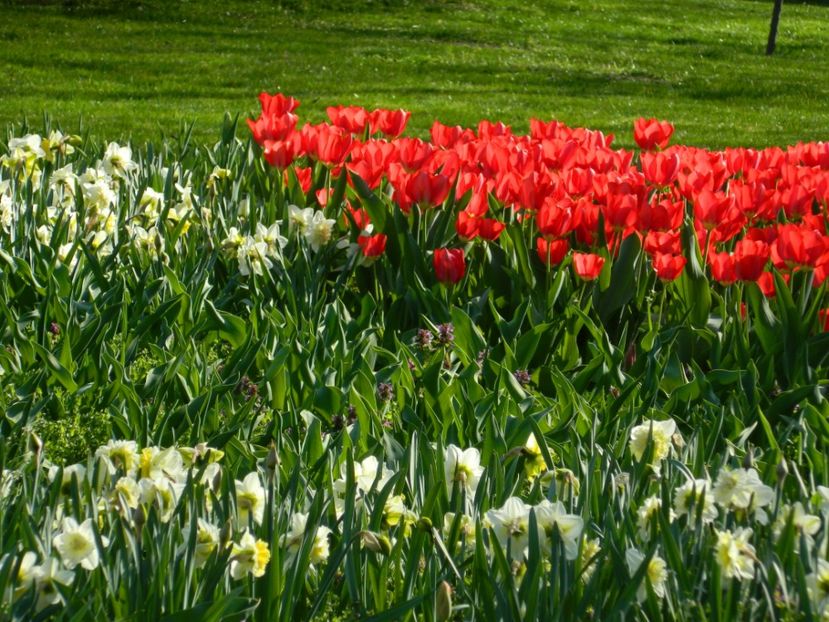  - 2017 TIMISOARA PRIMAVARA