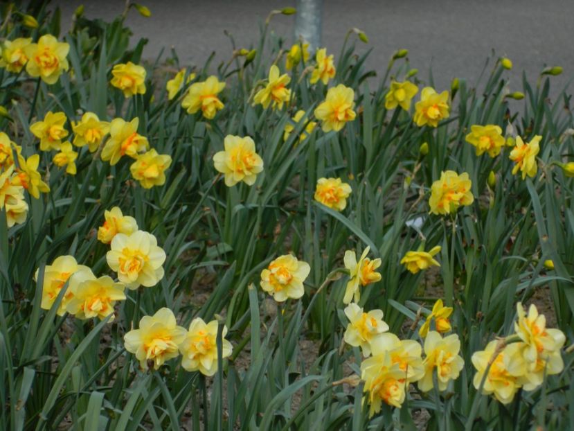  - 2017 TIMISOARA PRIMAVARA