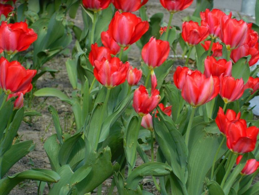  - 2017 TIMISOARA PRIMAVARA