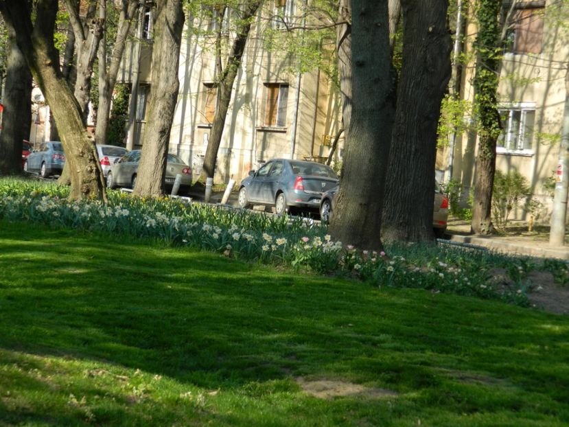  - 2017 TIMISOARA PRIMAVARA