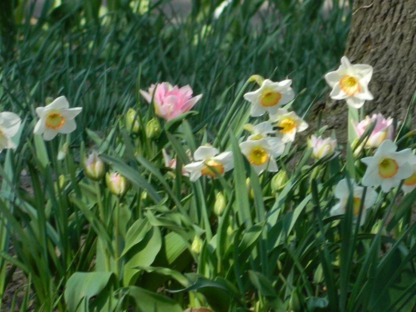  - 2017 TIMISOARA PRIMAVARA