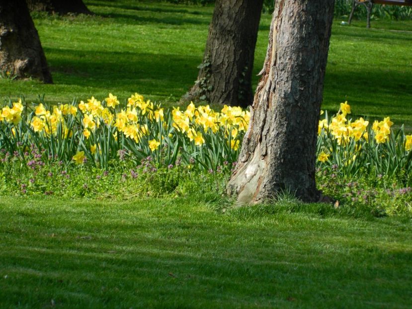  - 2017 TIMISOARA PRIMAVARA