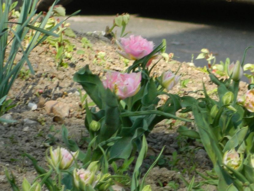  - 2017 TIMISOARA PRIMAVARA