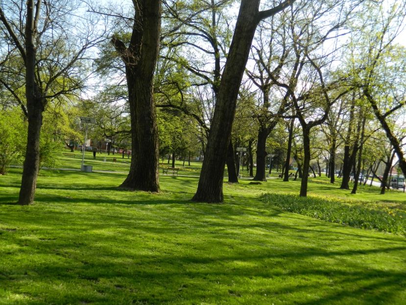  - 2017 TIMISOARA PRIMAVARA