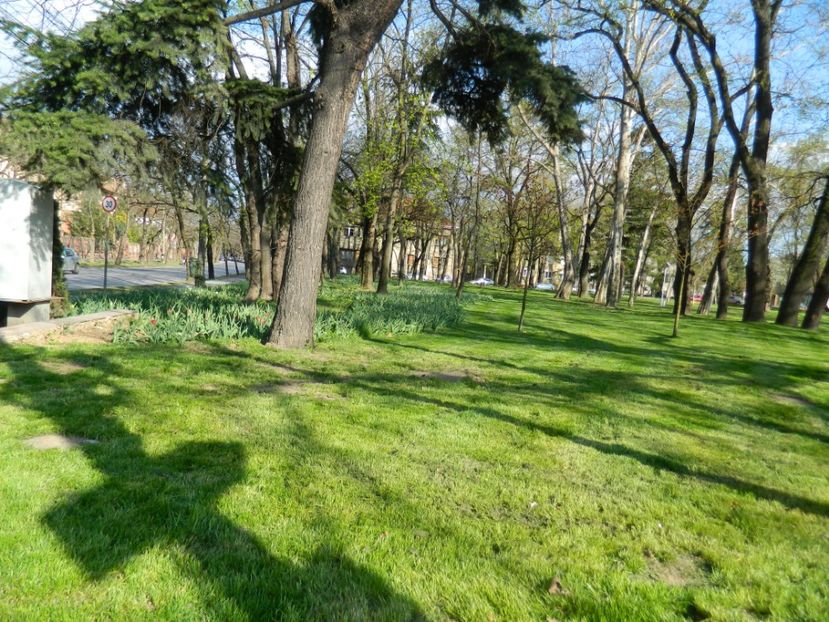  - 2017 TIMISOARA PRIMAVARA