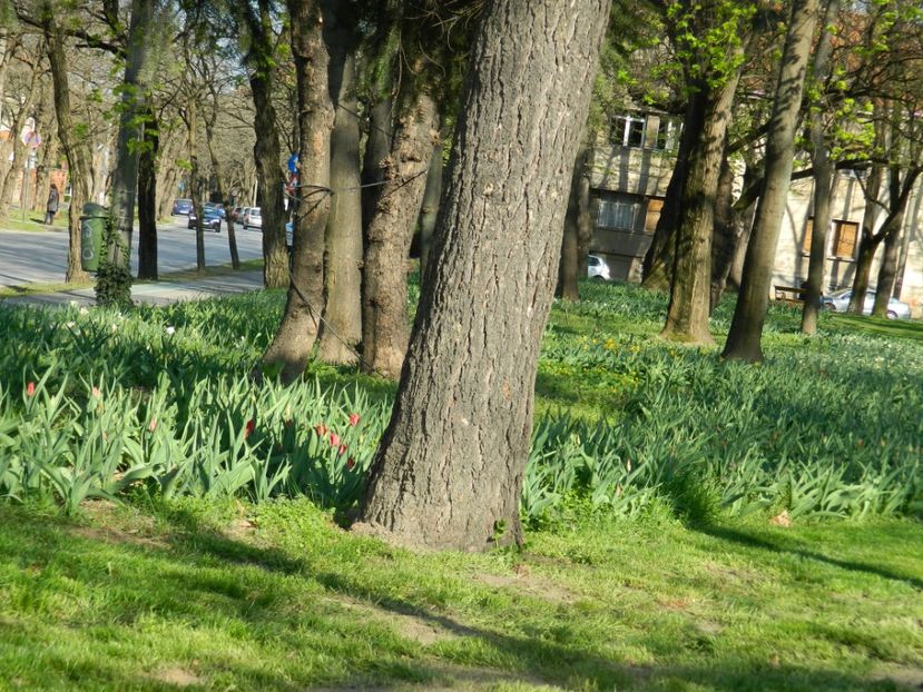  - 2017 TIMISOARA PRIMAVARA