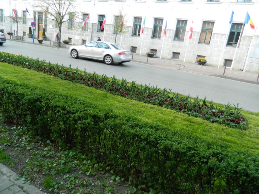  - 2017 TIMISOARA PRIMAVARA